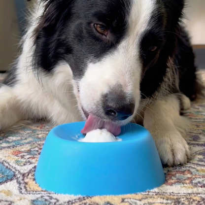 Bol anti-anxiété pour chien