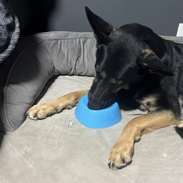 Bol anti-anxiété pour chien