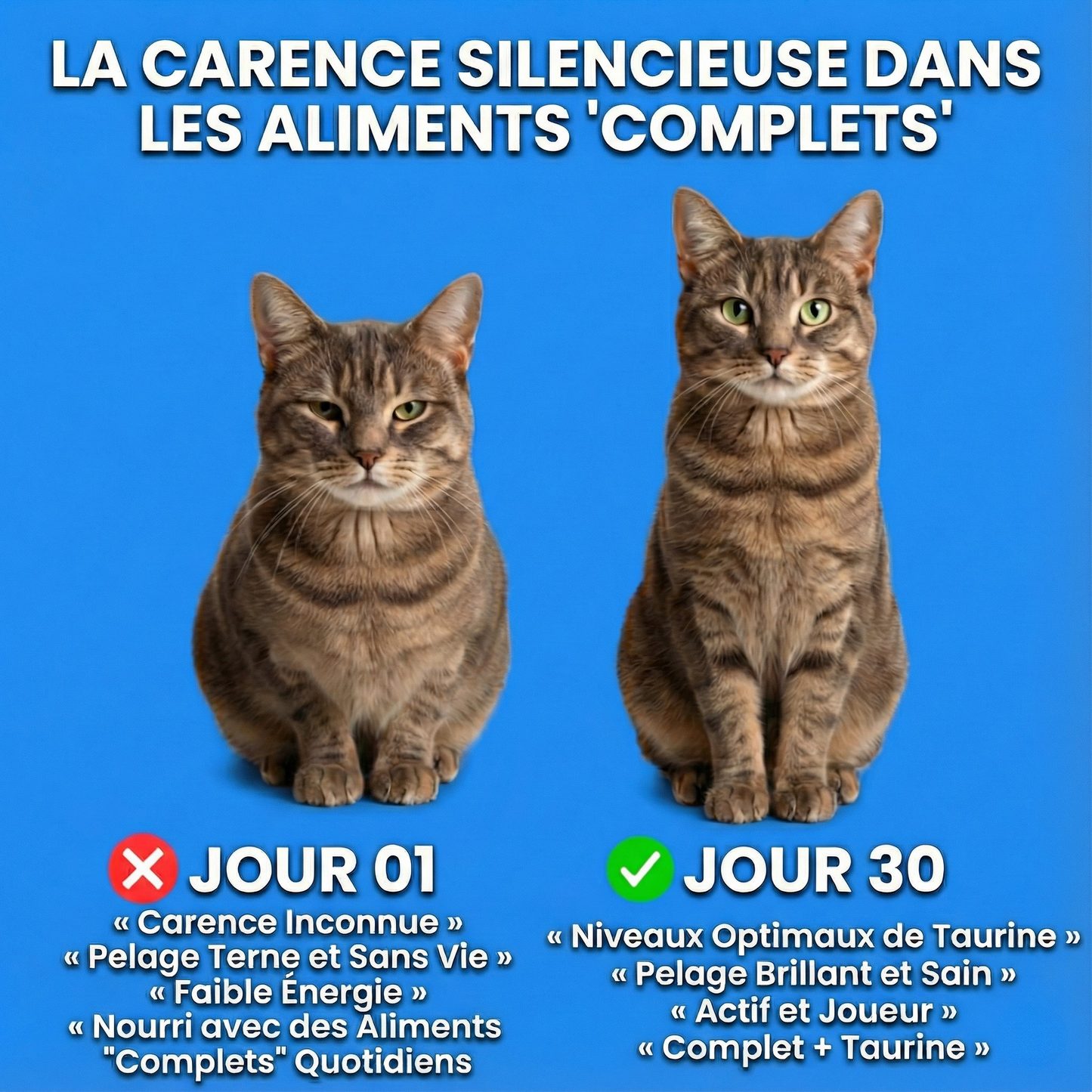 Taurine Pure - Recommandé par les vétérinaires